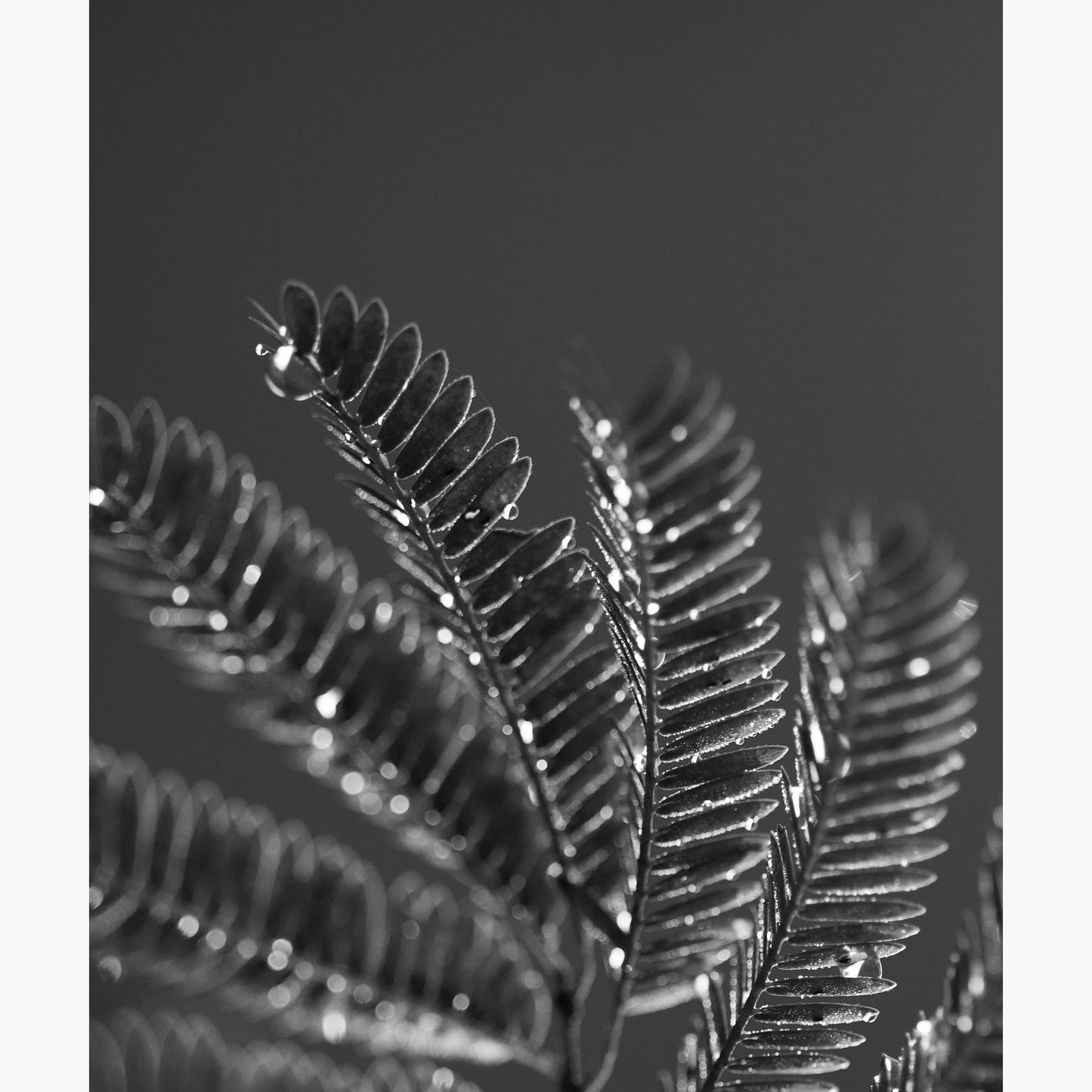 Still life 15