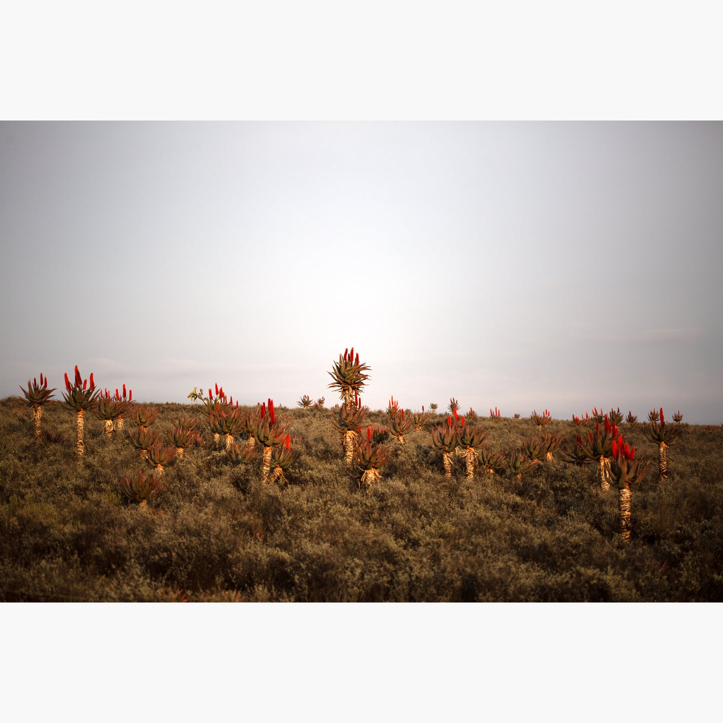 Landscapes 1