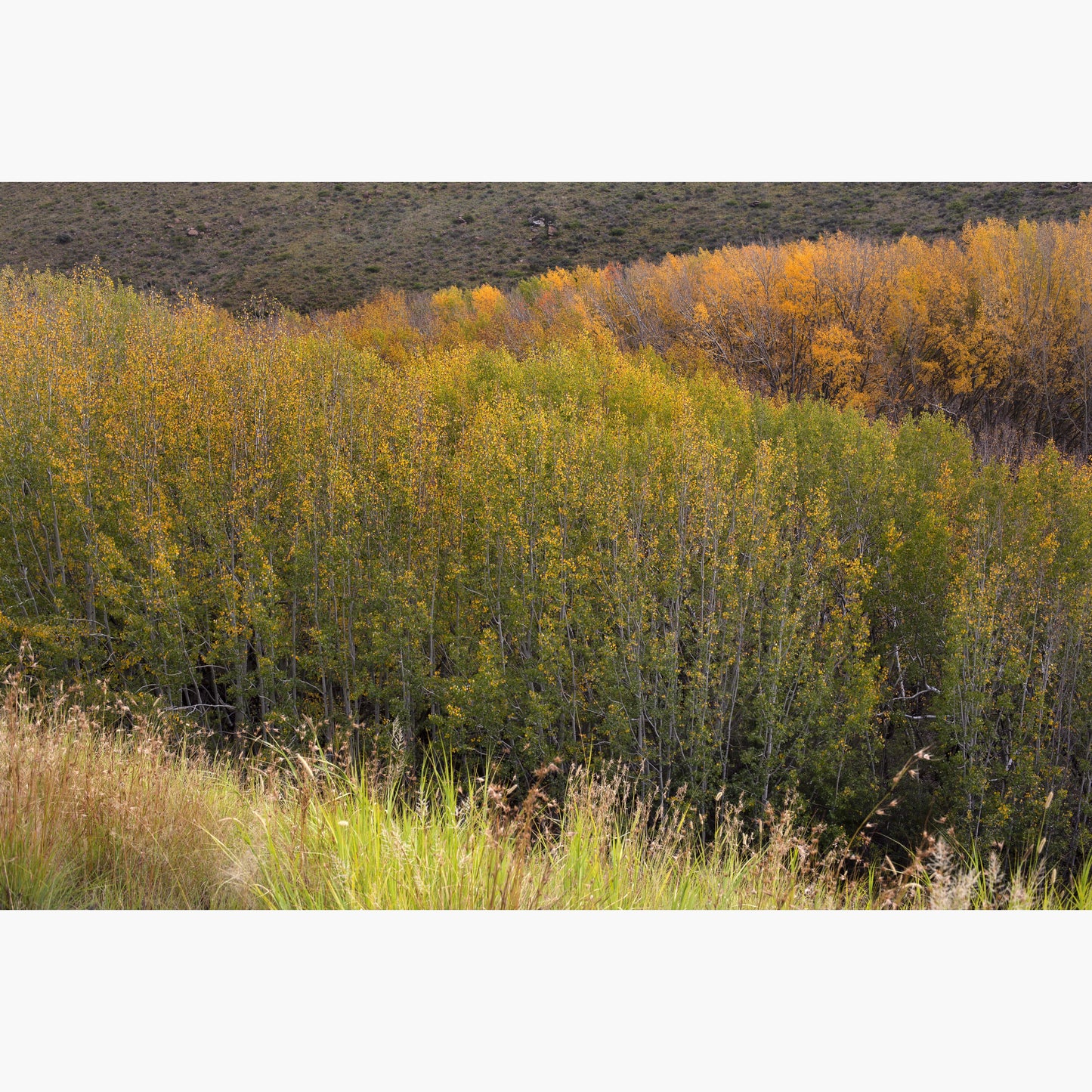 Landscapes 5