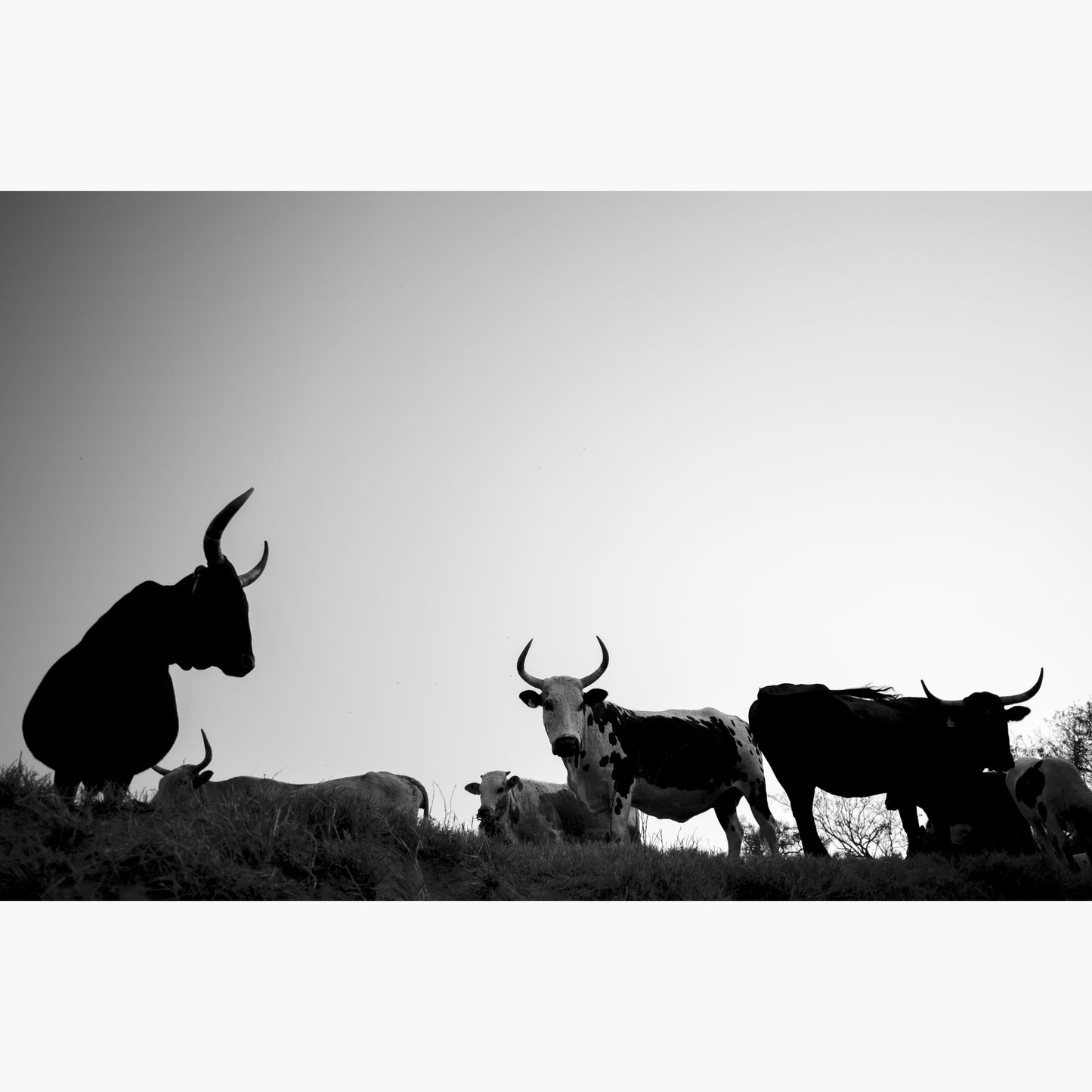 Nguni4