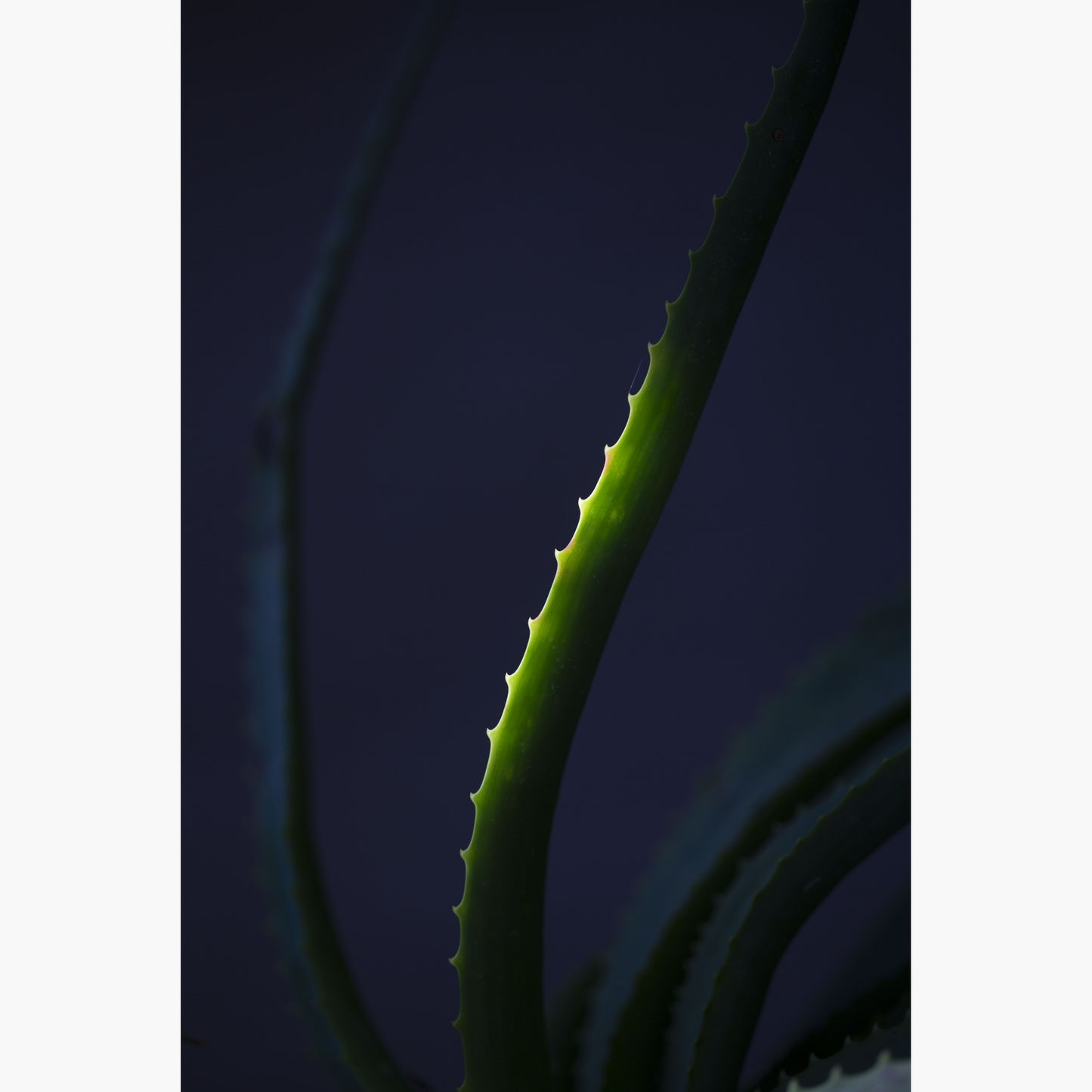 Still life 12