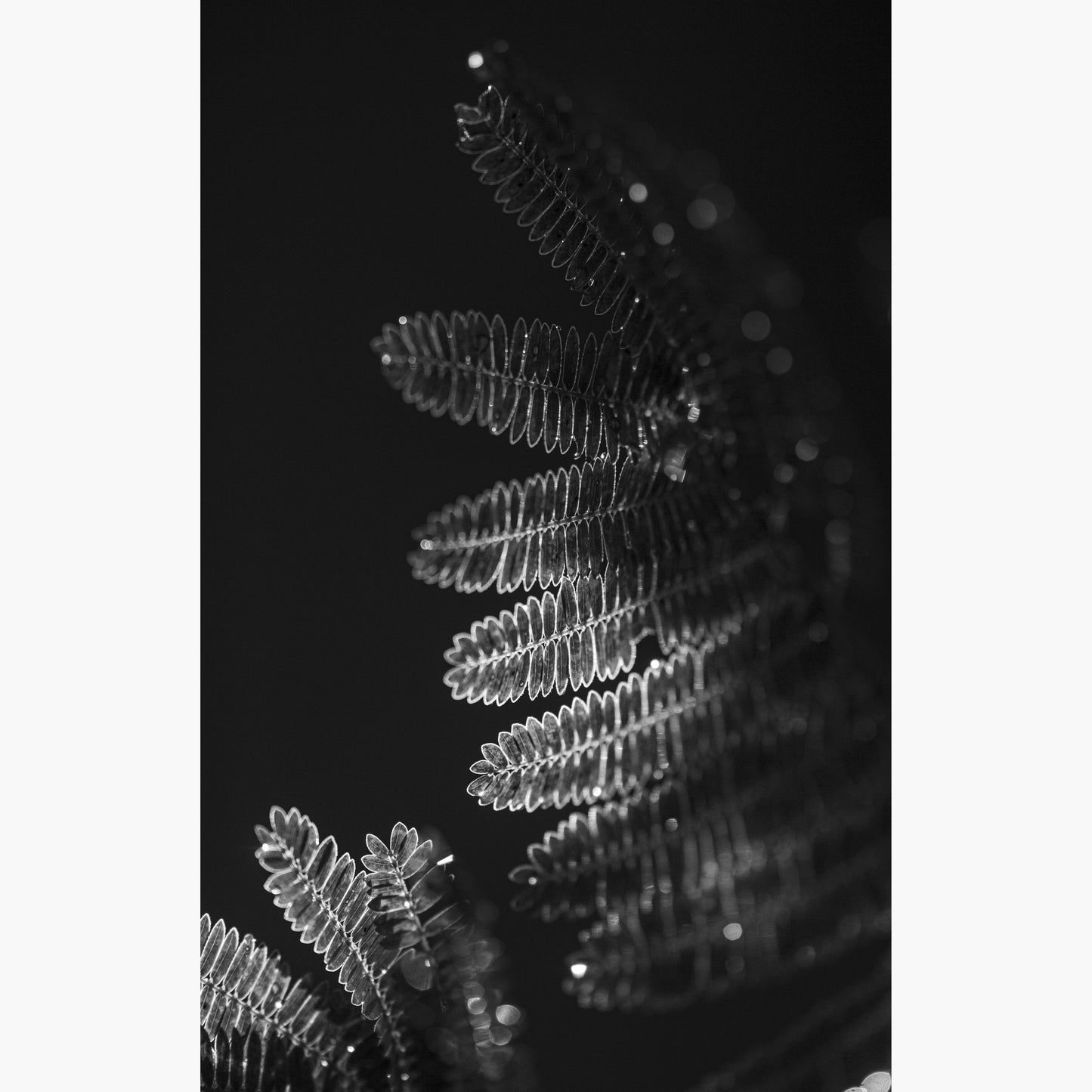 Still life 3
