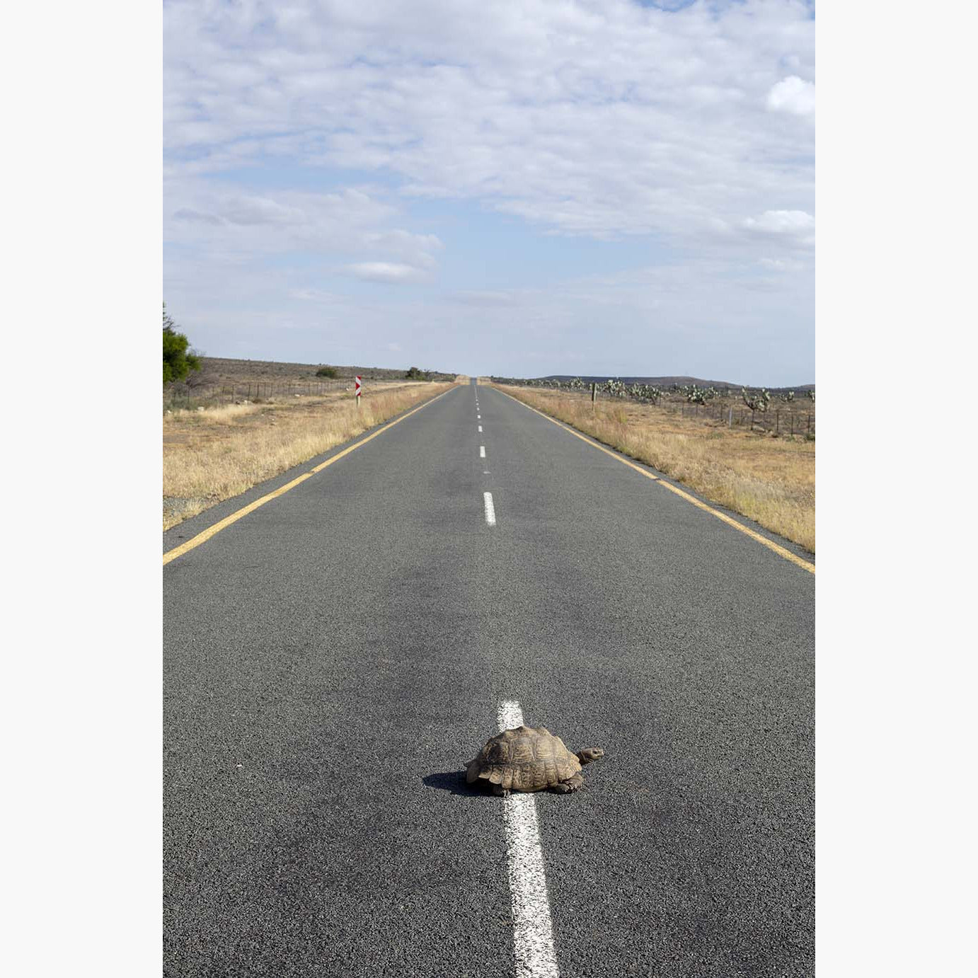 Tortoise in the road