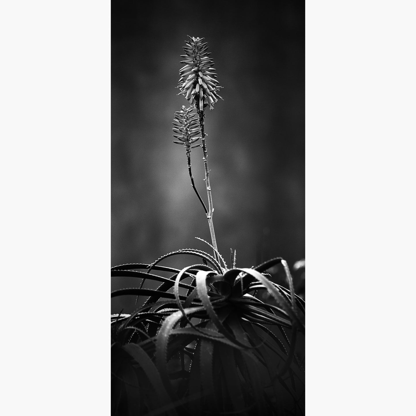 Aloe
