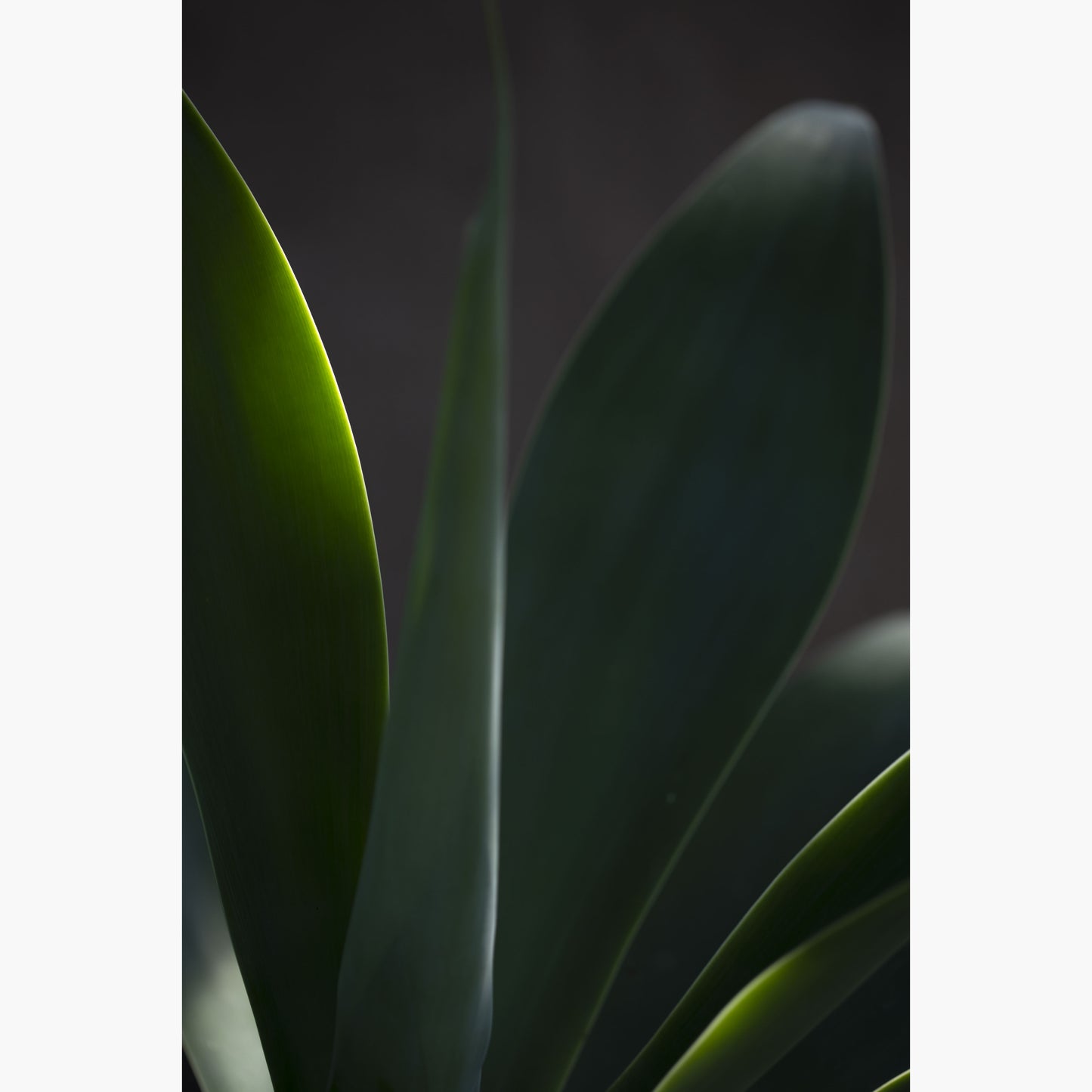 Still life 14